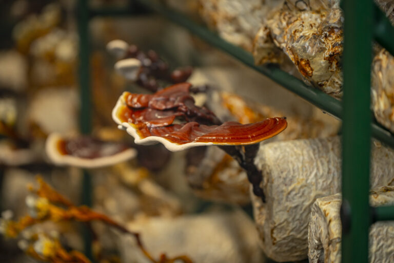 Mushroom cultivation at the Shroomwell factory (Shroomwell OÜ).
