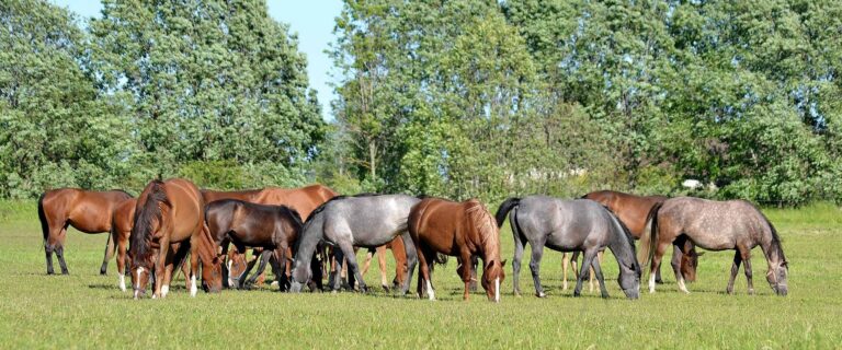 Heimtali Horsebreeding Farm (Heimtali Hobusekasvandus).