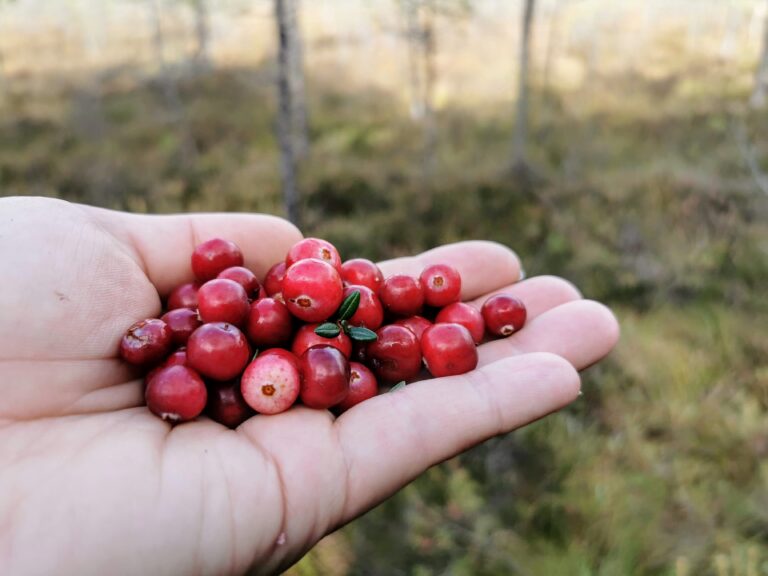 Seikle Vabaks cranberry hike to Lindi Bog (Elen Juurma).